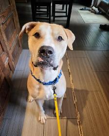 Adopt Bubbles - 2yo male Lab mix