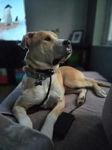 Adopt Bubbles - 2yo male Lab mix - Photo 2