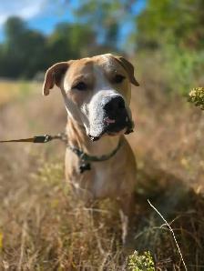 Adopt Bubbles - 2yo male Lab mix - Photo 3