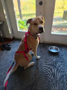 Adopt Bubbles - 2yo male Lab mix - Photo 4