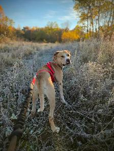 Adopt Bubbles - 2yo male Lab mix - Photo 5