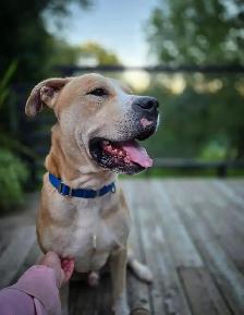 Adopt Bubbles - 2yo male Lab mix - Photo 6