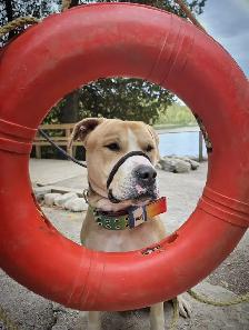 Adopt Bubbles - 2yo male Lab mix - Photo 7