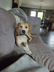 Adopt Bubbles - 2yo male Lab mix - Photo 8