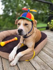 Adopt Bubbles - 2yo male Lab mix - Photo 9