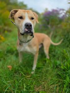 Adopt Bubbles - 2yo male Lab mix - Photo 10
