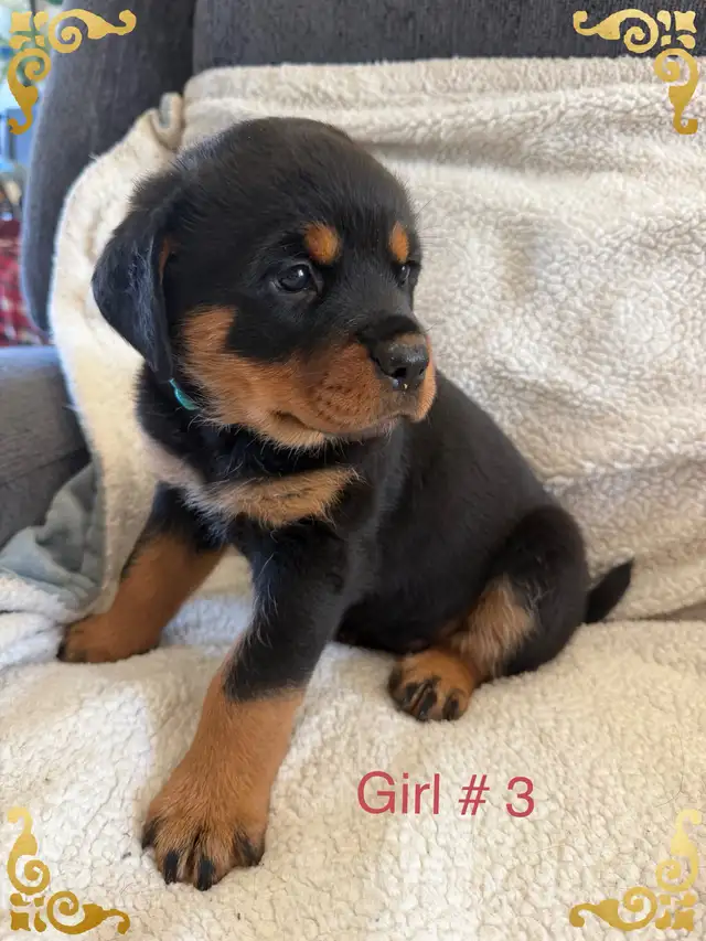 Rottweiler puppies