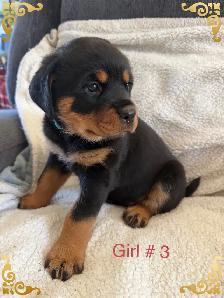 Rottweiler puppies