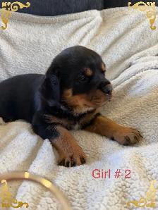 Rottweiler puppies - Photo 2