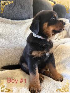 Rottweiler puppies - Photo 3