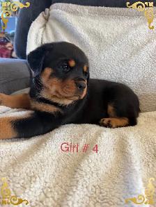 Rottweiler puppies - Photo 4