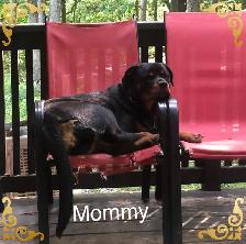Rottweiler puppies - Photo 5