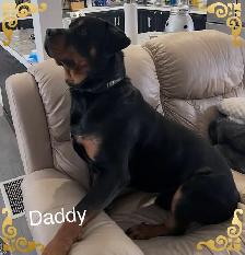 Rottweiler puppies - Photo 6