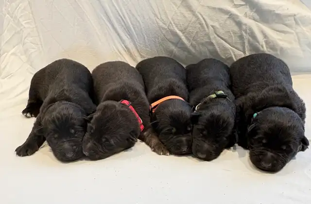 Purebred German Shepherd Puppies