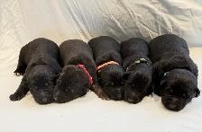 Purebred German Shepherd Puppies