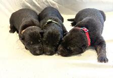 Purebred German Shepherd Puppies - Photo 2