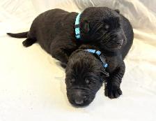 Purebred German Shepherd Puppies - Photo 3