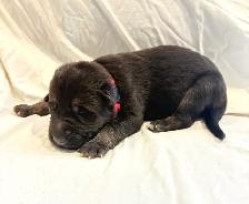 Purebred German Shepherd Puppies - Photo 4