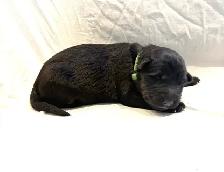 Purebred German Shepherd Puppies - Photo 5