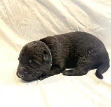 Purebred German Shepherd Puppies - Photo 6