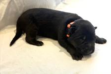 Purebred German Shepherd Puppies - Photo 7