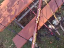7 fishing rods and reels and 1 extra fishing rod - Photo 8