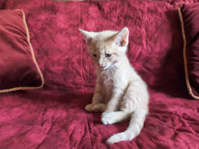 Family Kitten: Cream Male, 2 months old.