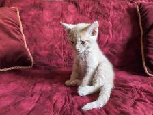 Family Kitten: Cream Male, 2 months old.