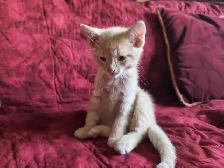 Family Kitten: Cream Male, 2 months old. - Photo 2