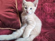 Family Kitten: Cream Male, 2 months old. - Photo 4