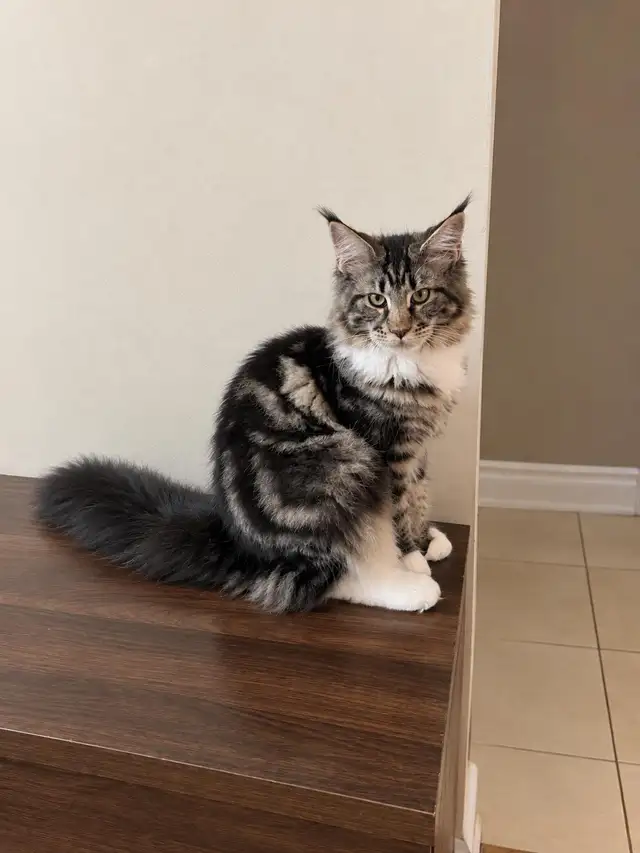 MAINE COON KITTENS