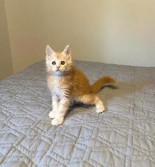 MAINE COON KITTENS - Photo 4