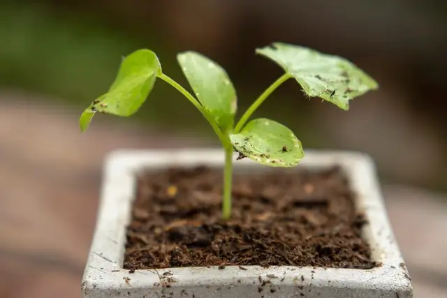 Nutrient-Rich Garden Soil Blend for New Raised Bed Builds