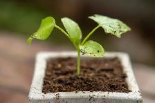 Nutrient-Rich Garden Soil Blend for New Raised Bed Builds