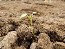 Nutrient-Rich Garden Soil Blend for New Raised Bed Builds - Photo 3