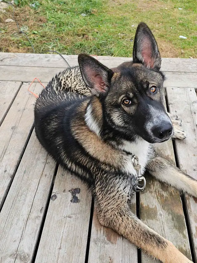 Shepherd/Husky