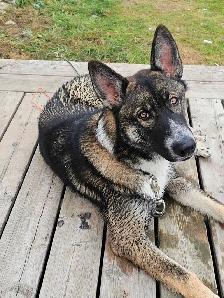 Shepherd/Husky