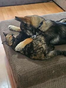 Shepherd/Husky - Photo 2