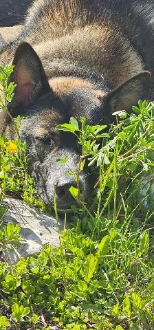 Shepherd/Husky - Photo 3