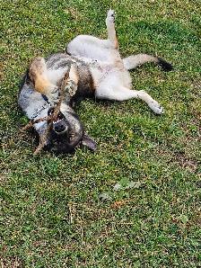 Shepherd/Husky - Photo 5