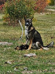 Shepherd/Husky - Photo 6