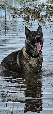Shepherd/Husky - Photo 8