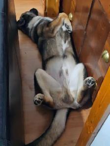 Shepherd/Husky - Photo 9