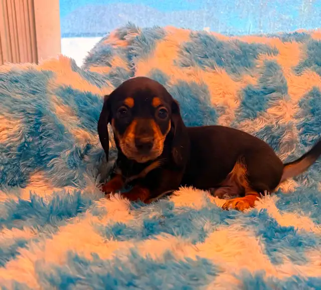 dachshunds