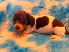 dachshunds - Photo 2