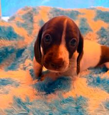 dachshunds - Photo 3