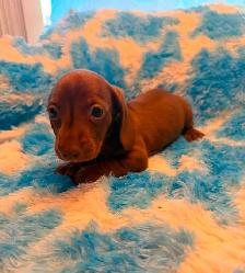 dachshunds - Photo 4