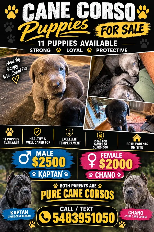 Cane corso puppies
