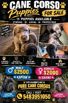 Cane corso puppies
