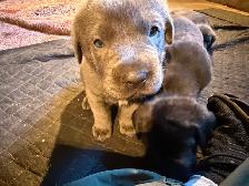 Cane corso puppies - Photo 2